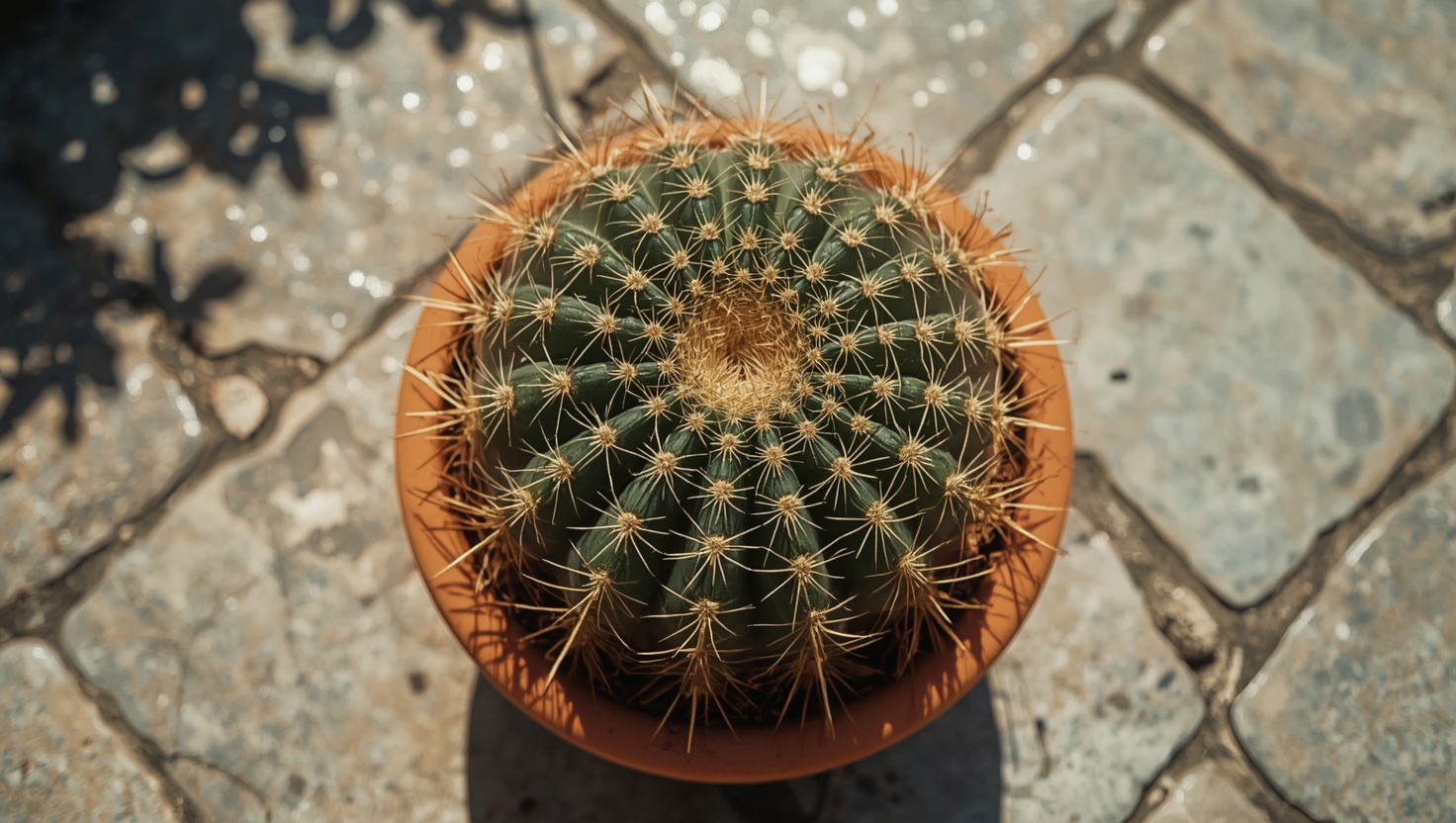Der Echinocactus grusonii: Tipps zum Goldkugelkaktus